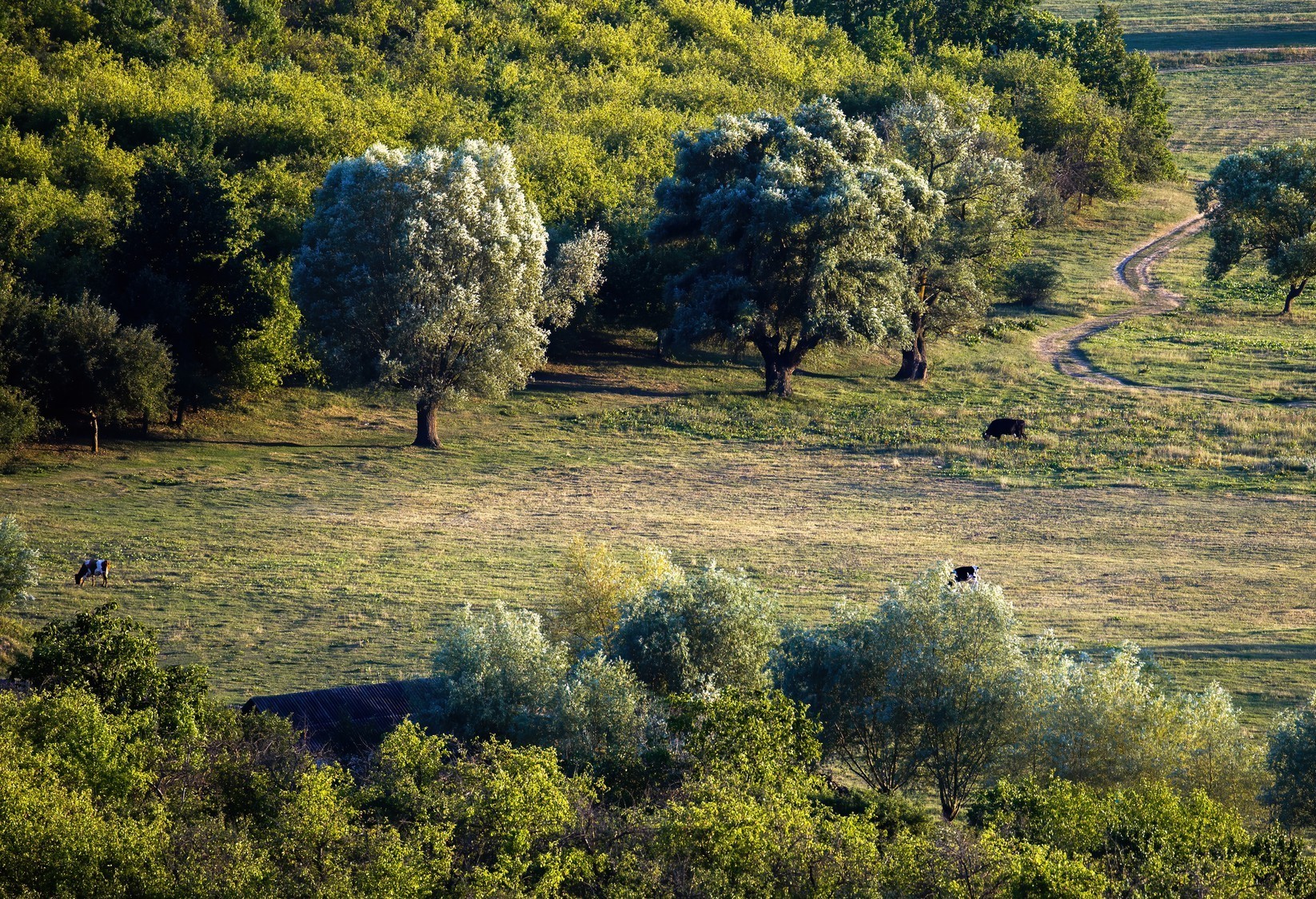 meadow-with-grazing-cows-multiple-lush-trees-moldovaddc